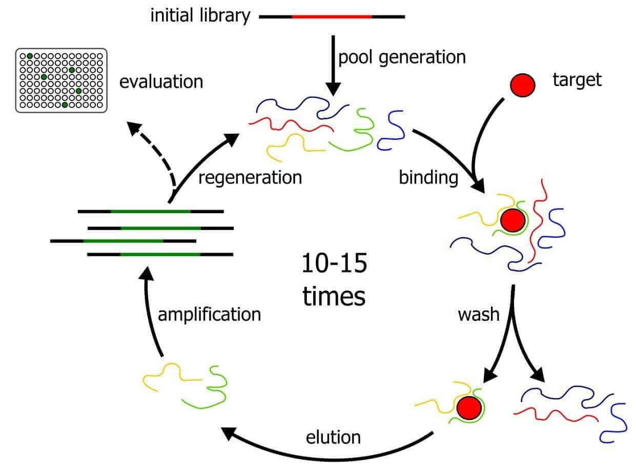 Aptamer research in laboratory